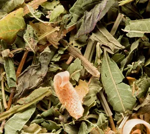 Tisane du Berger