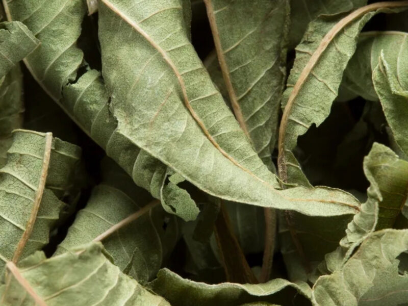 Verveine