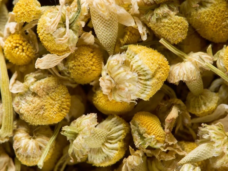 Camomille